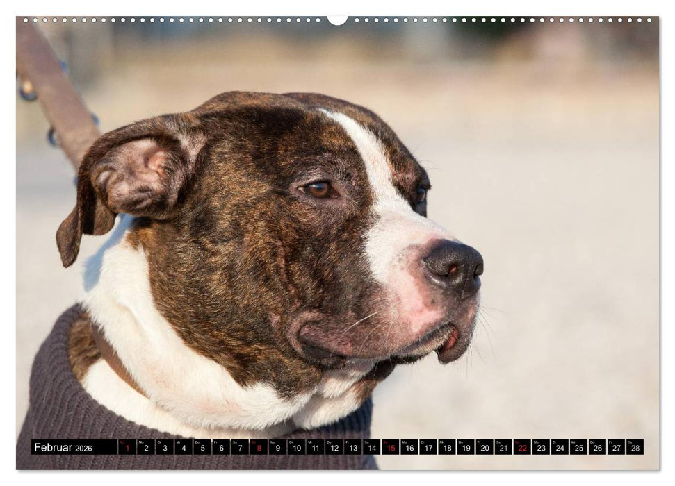 Pit Bull und Co. - Geliebt, gefürchtet, missverstanden (CALVENDO Premium Wandkalender 2026)