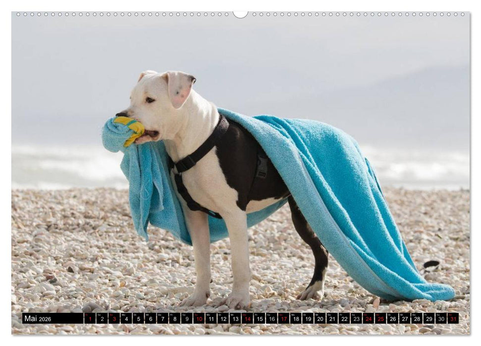 Pit Bull und Co. - Geliebt, gefürchtet, missverstanden (CALVENDO Premium Wandkalender 2026)