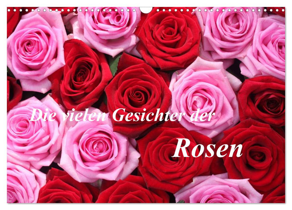 Die vielen Gesichter der Rosen (CALVENDO Wandkalender 2026)