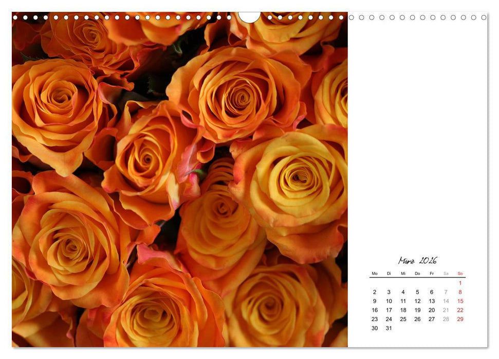 Die vielen Gesichter der Rosen (CALVENDO Wandkalender 2026)