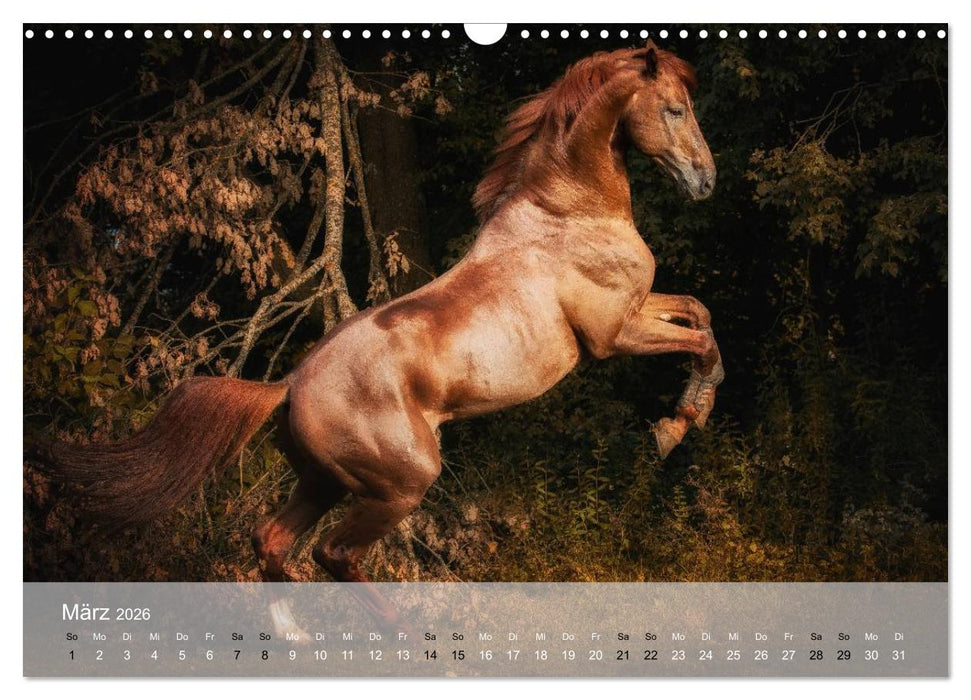 Pferde - Anmut und Stärke gepaart mit Magie (CALVENDO Wandkalender 2026)