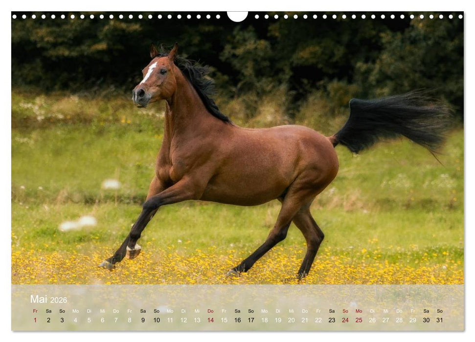 Pferde - Anmut und Stärke gepaart mit Magie (CALVENDO Wandkalender 2026)
