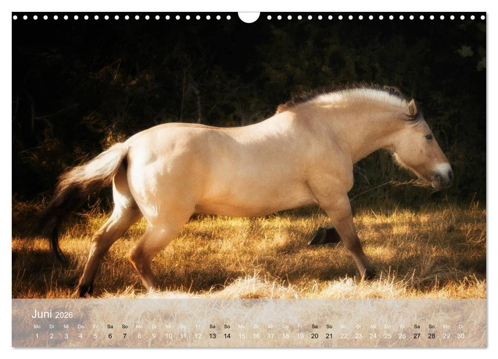 Pferde - Anmut und Stärke gepaart mit Magie (CALVENDO Wandkalender 2026)