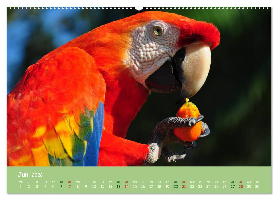 Am Amazonas (CALVENDO Premium Wandkalender 2026)