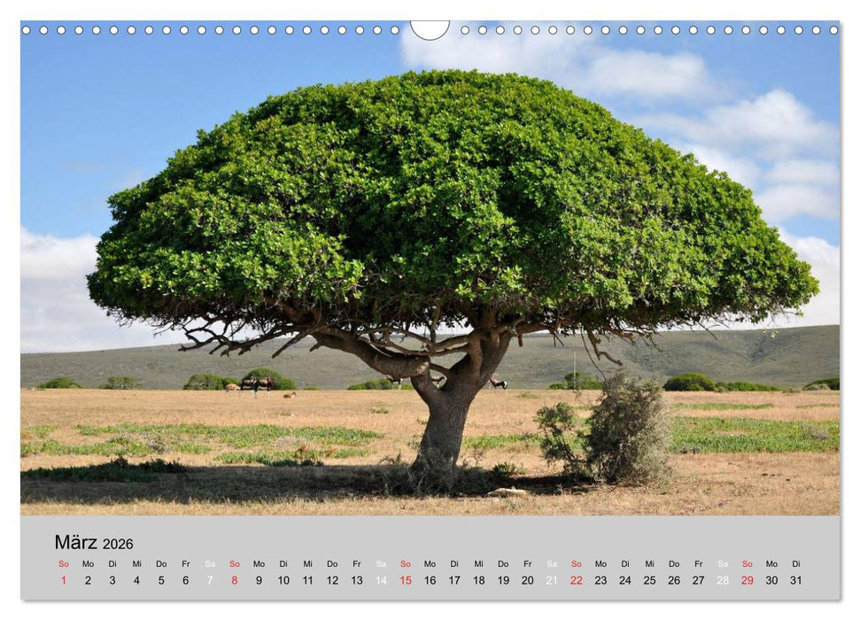 Momente in Südafrika (CALVENDO Wandkalender 2026)