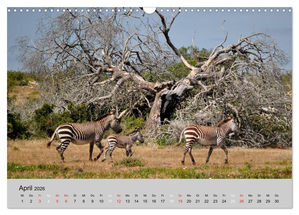 Momente in Südafrika (CALVENDO Wandkalender 2026)