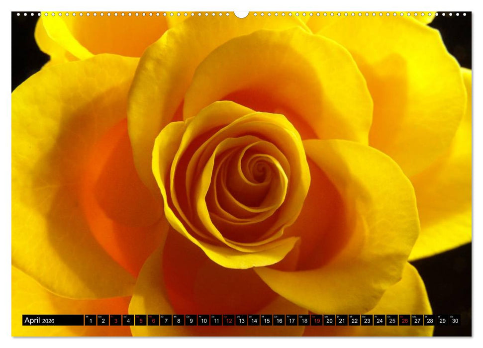Rosen natürlich schön (CALVENDO Wandkalender 2026)