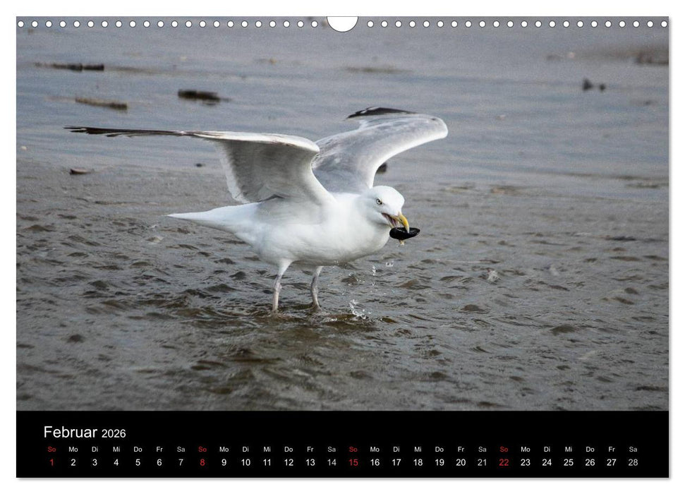 Spontane Fotografie - Möwen (CALVENDO Wandkalender 2026)