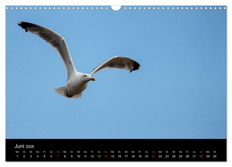 Spontane Fotografie - Möwen (CALVENDO Wandkalender 2026)