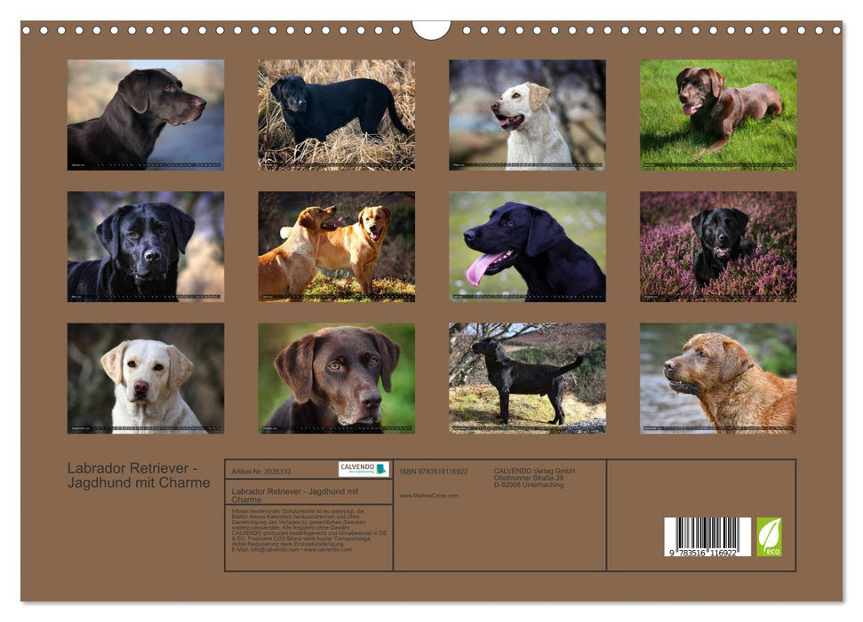 Labrador Retriever - Jagdhund mit Charme (CALVENDO Wandkalender 2026)