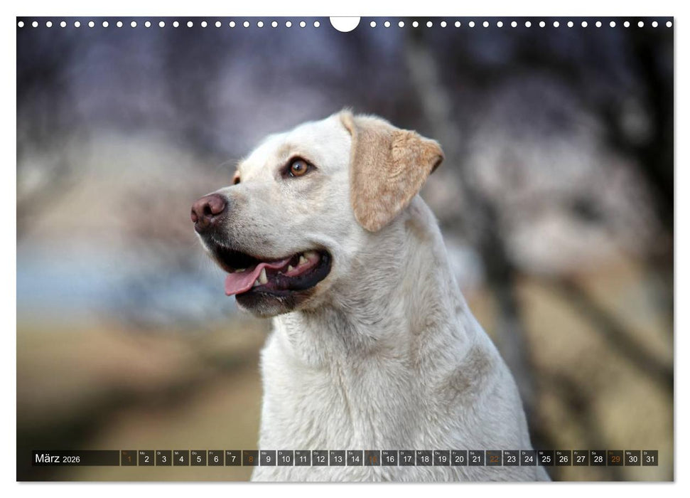 Labrador Retriever - Jagdhund mit Charme (CALVENDO Wandkalender 2026)