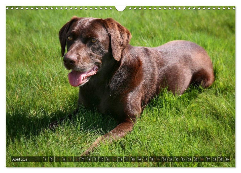 Labrador Retriever - Jagdhund mit Charme (CALVENDO Wandkalender 2026)