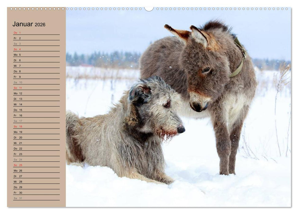 Das Esel-Paradies - Hunde und andere Feunde (CALVENDO Wandkalender 2026)