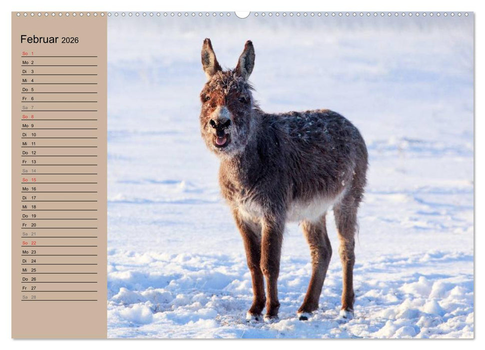 Das Esel-Paradies - Hunde und andere Feunde (CALVENDO Wandkalender 2026)