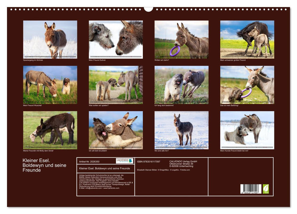 Kleiner Esel. Boldewyn und seine Freunde (CALVENDO Wandkalender 2026)