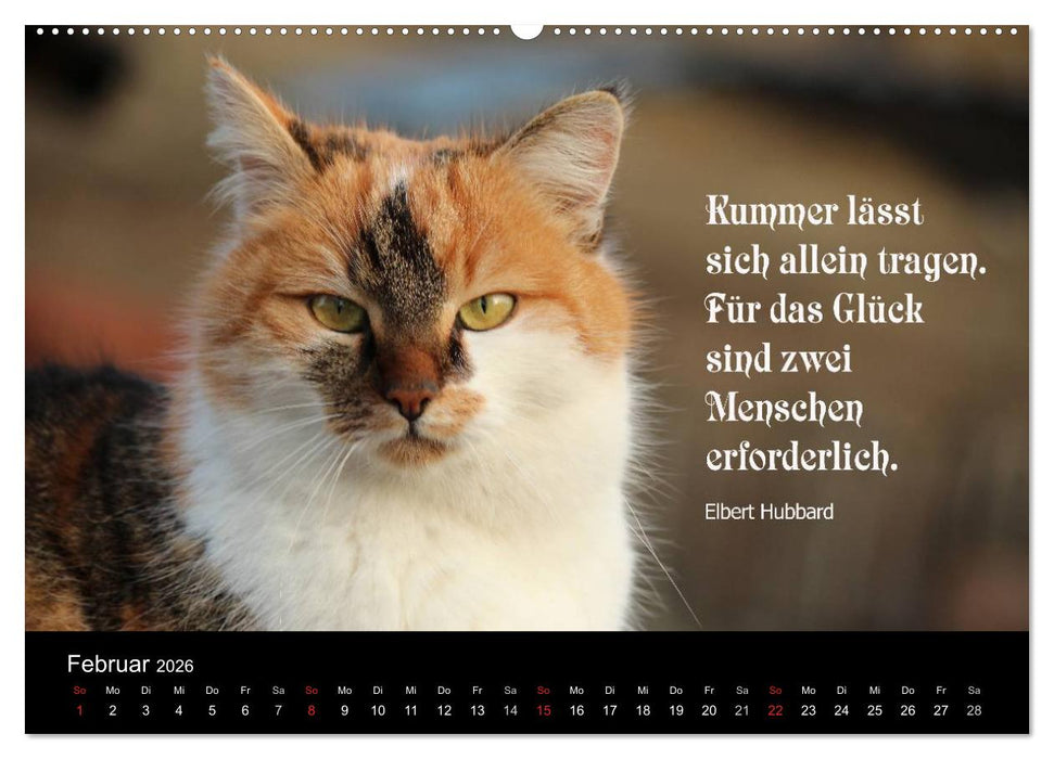 Glückskatze - Mit Zitaten zum Thema Glück (CALVENDO Wandkalender 2026)