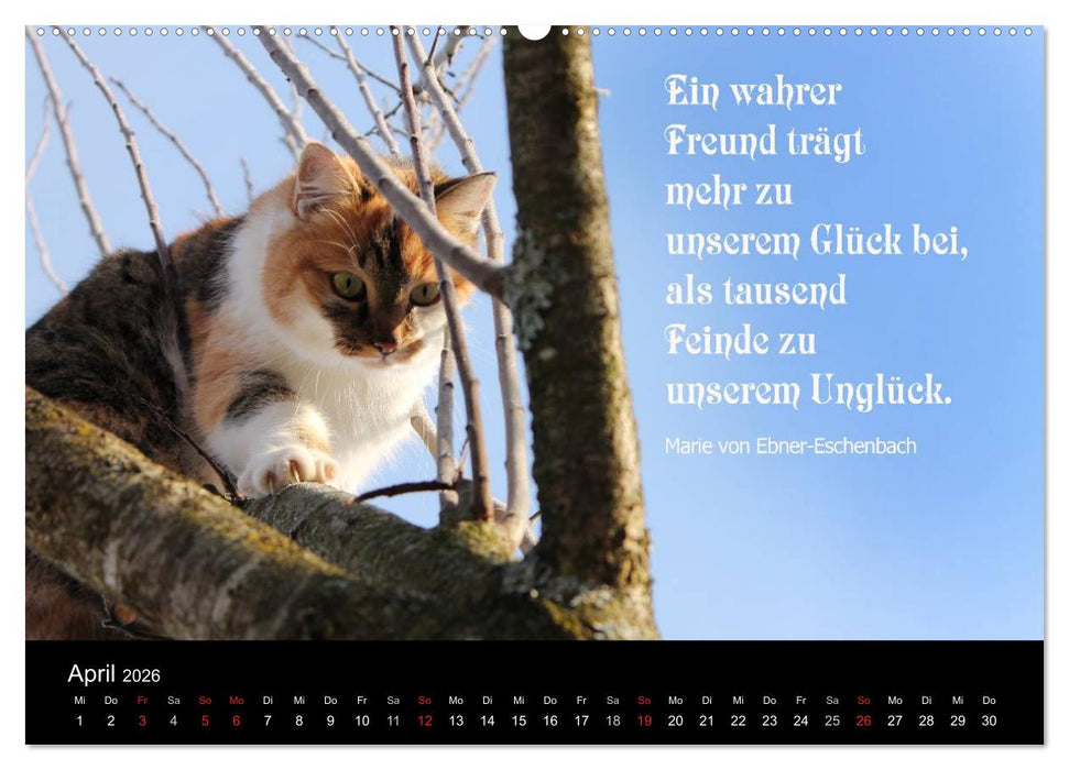 Glückskatze - Mit Zitaten zum Thema Glück (CALVENDO Wandkalender 2026)