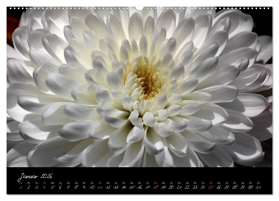 Floral Portraits - Blumen Impression (CALVENDO Premium Wandkalender 2026)