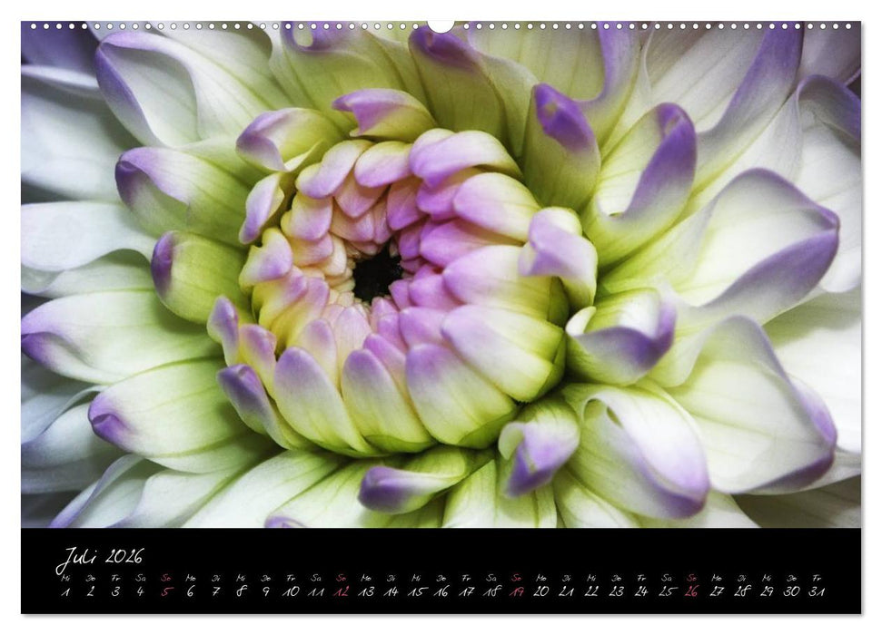 Floral Portraits - Blumen Impression (CALVENDO Premium Wandkalender 2026)