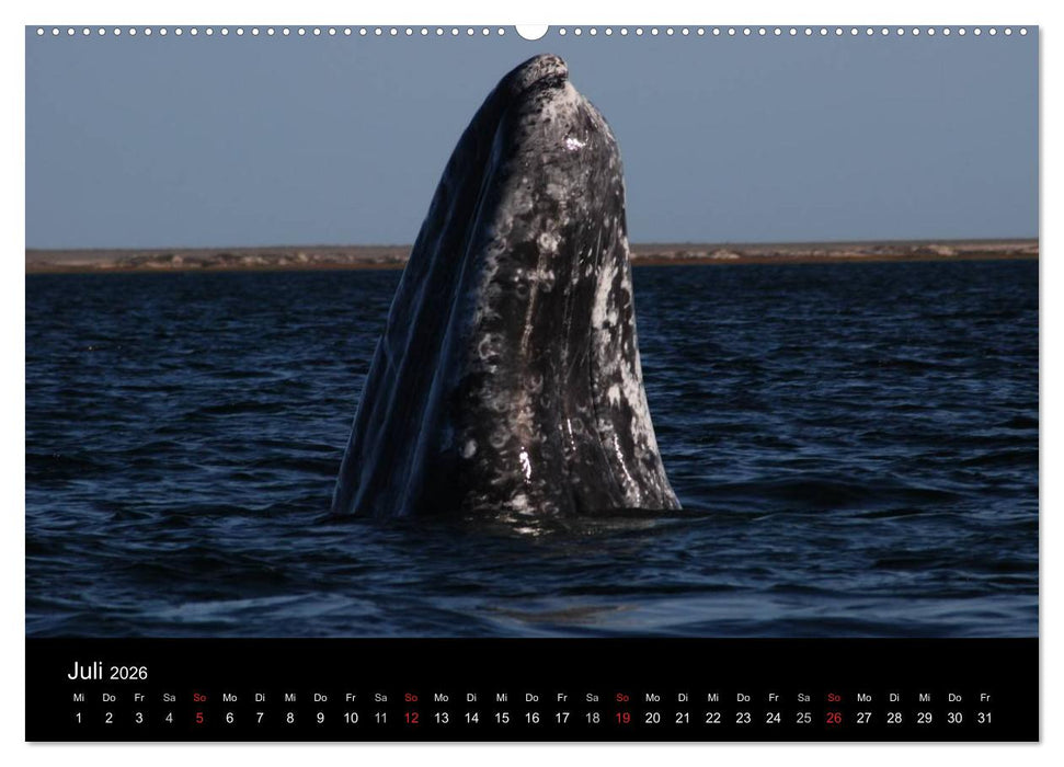 Baja California - Impressionen der mexikanischen Halbinsel (CALVENDO Premium Wandkalender 2026)