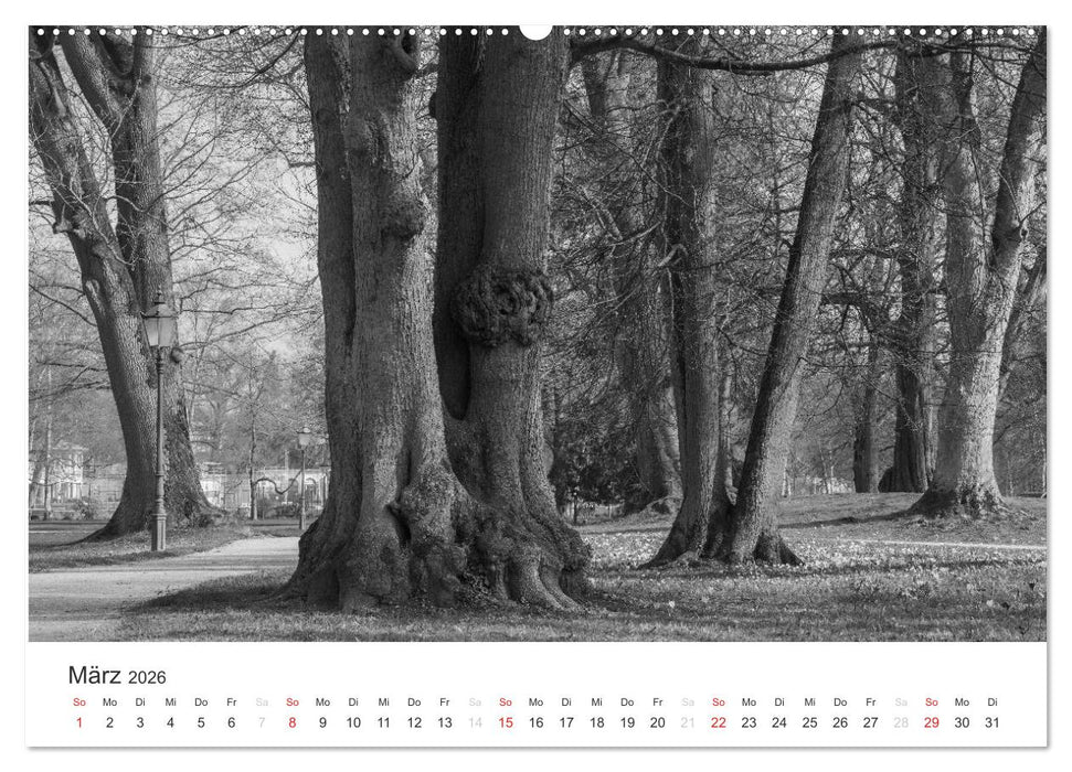 Bäume - Naturschönheiten in schwarz-weiß (CALVENDO Premium Wandkalender 2026)