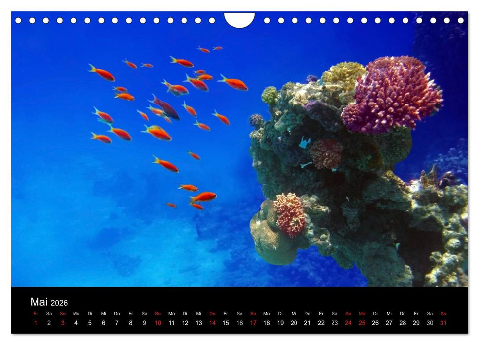 Träume unter Wasser (CALVENDO Wandkalender 2026)