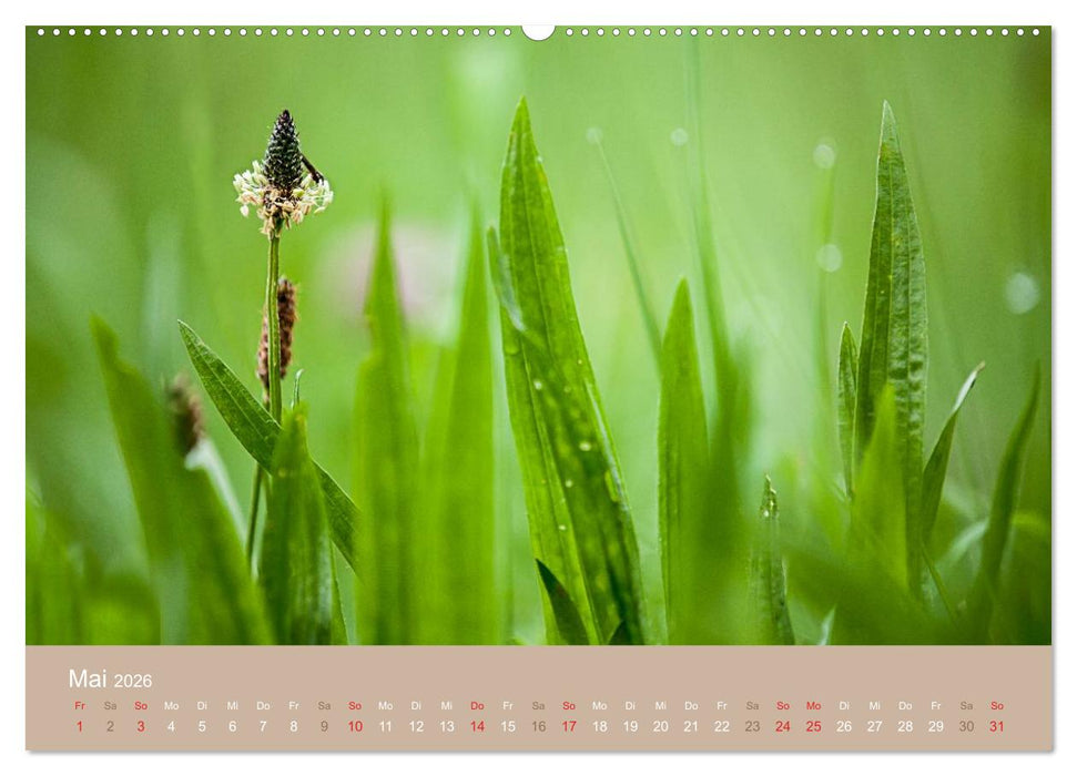WILD, ESSBAR UND GESUND Essbare Wildpflanzen (CALVENDO Premium Wandkalender 2026)