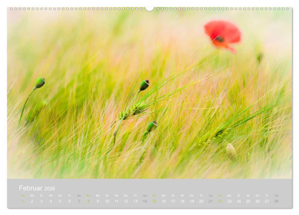 Zauber des Mohns (CALVENDO Premium Wandkalender 2026)