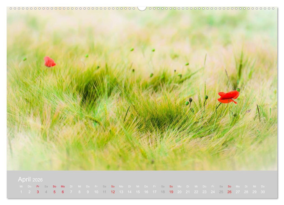 Zauber des Mohns (CALVENDO Premium Wandkalender 2026)