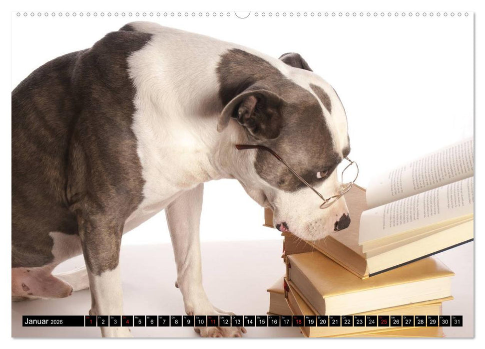 Pit Bull und Co. - Geliebt, gefürchtet, missverstanden (CALVENDO Wandkalender 2026)