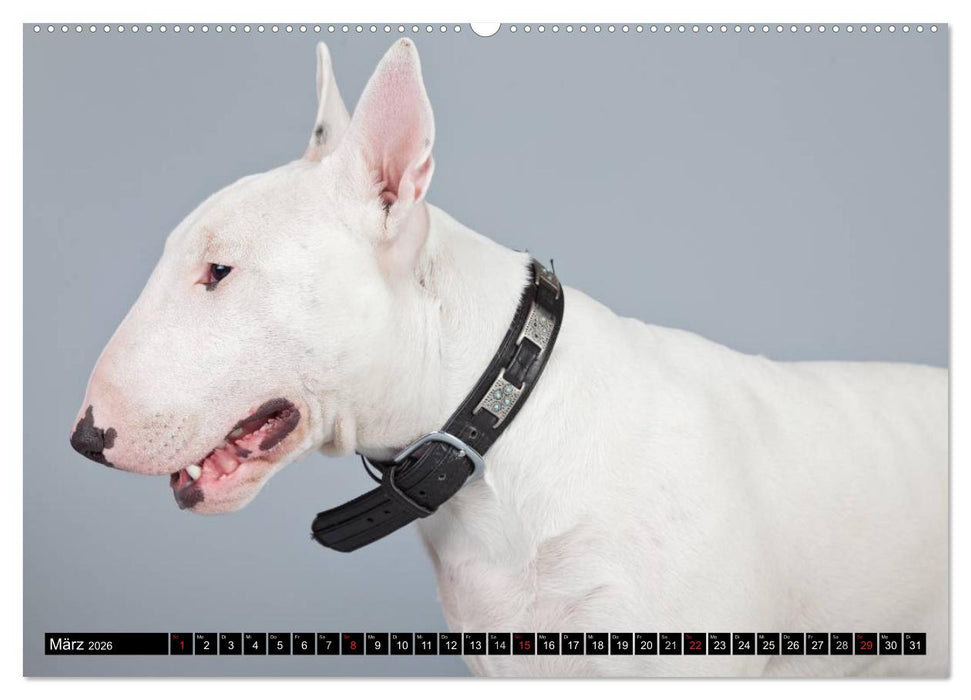 Pit Bull und Co. - Geliebt, gefürchtet, missverstanden (CALVENDO Wandkalender 2026)