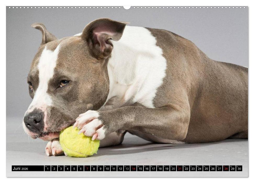 Pit Bull und Co. - Geliebt, gefürchtet, missverstanden (CALVENDO Wandkalender 2026)