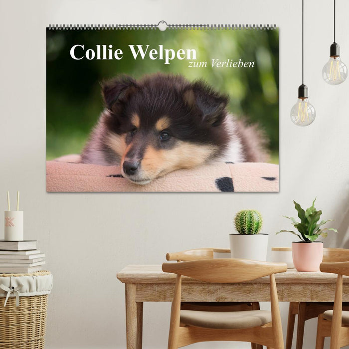 Collie Welpen zum Verlieben (CALVENDO Wandkalender 2026)