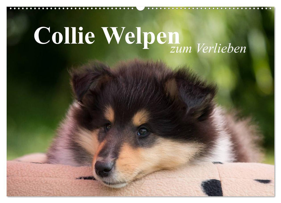 Collie Welpen zum Verlieben (CALVENDO Wandkalender 2026)
