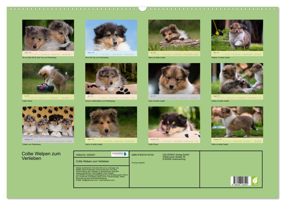 Collie Welpen zum Verlieben (CALVENDO Wandkalender 2026)