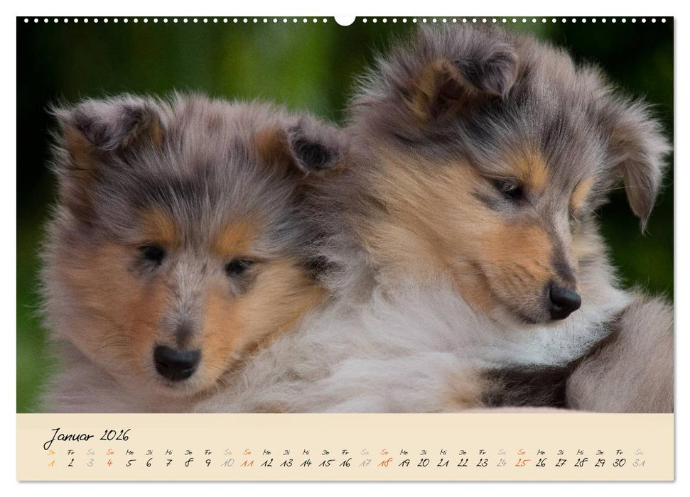Collie Welpen zum Verlieben (CALVENDO Wandkalender 2026)