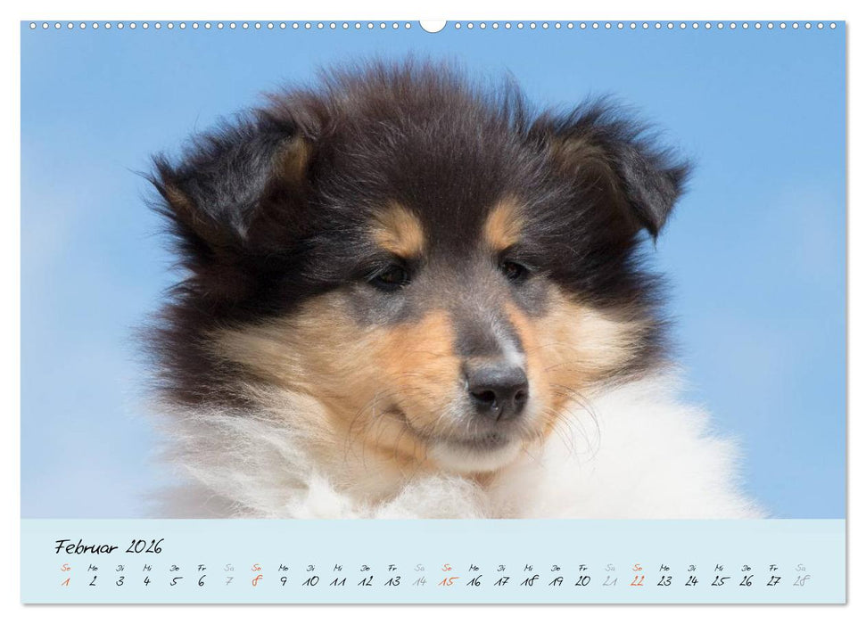 Collie Welpen zum Verlieben (CALVENDO Wandkalender 2026)