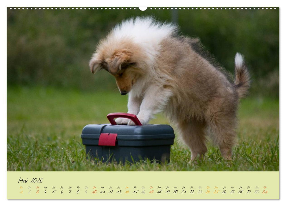 Collie Welpen zum Verlieben (CALVENDO Wandkalender 2026)
