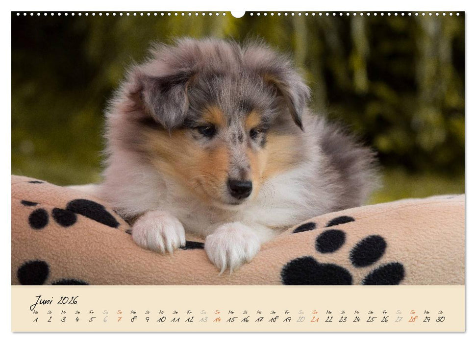 Collie Welpen zum Verlieben (CALVENDO Wandkalender 2026)