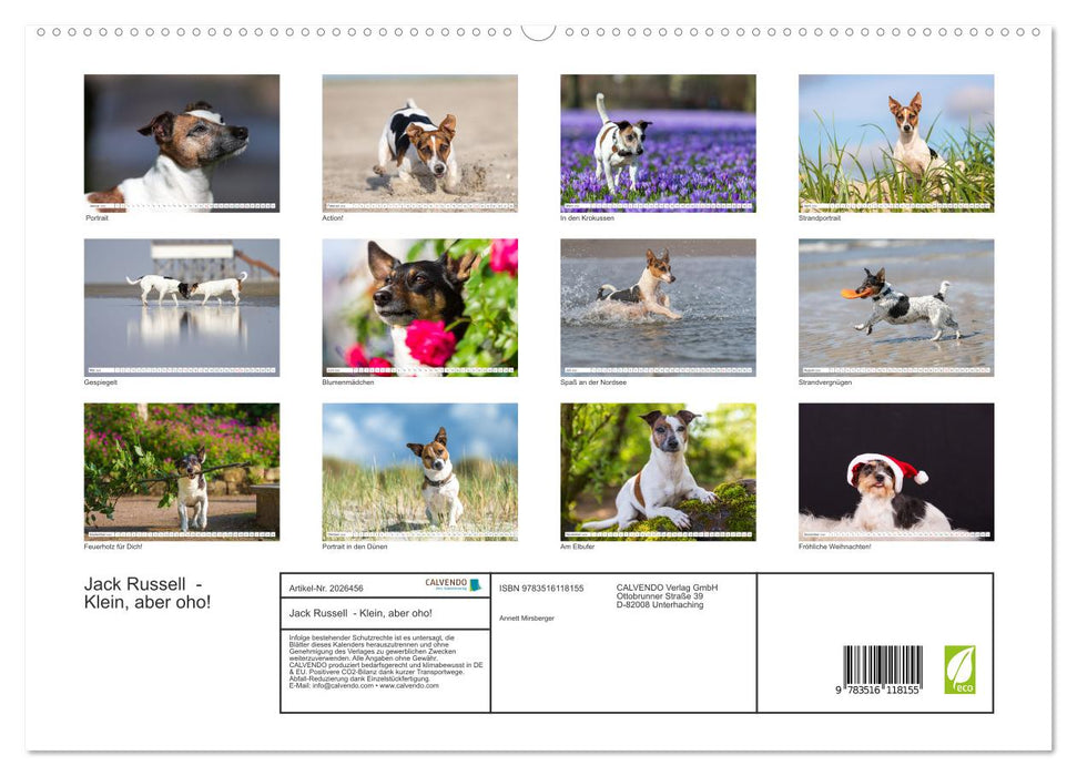 Jack Russell - Klein, aber oho! (CALVENDO Premium Wandkalender 2026)