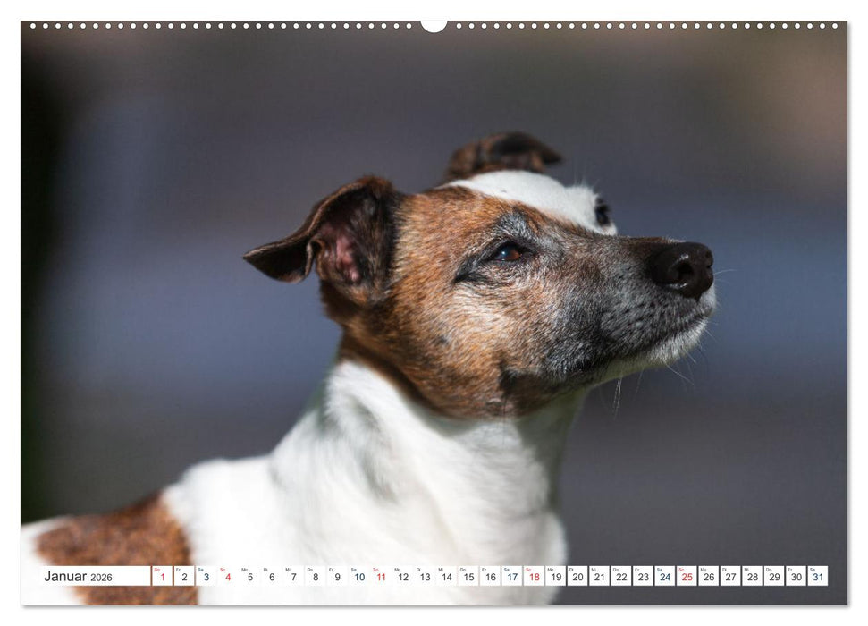 Jack Russell - Klein, aber oho! (CALVENDO Premium Wandkalender 2026)