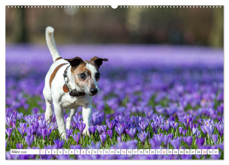Jack Russell - Klein, aber oho! (CALVENDO Premium Wandkalender 2026)