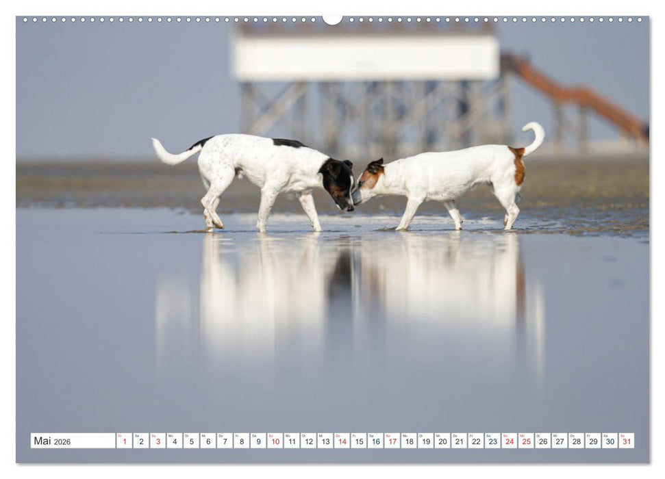 Jack Russell - Klein, aber oho! (CALVENDO Premium Wandkalender 2026)