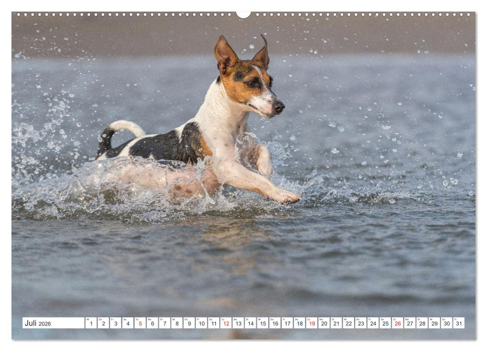 Jack Russell - Klein, aber oho! (CALVENDO Premium Wandkalender 2026)
