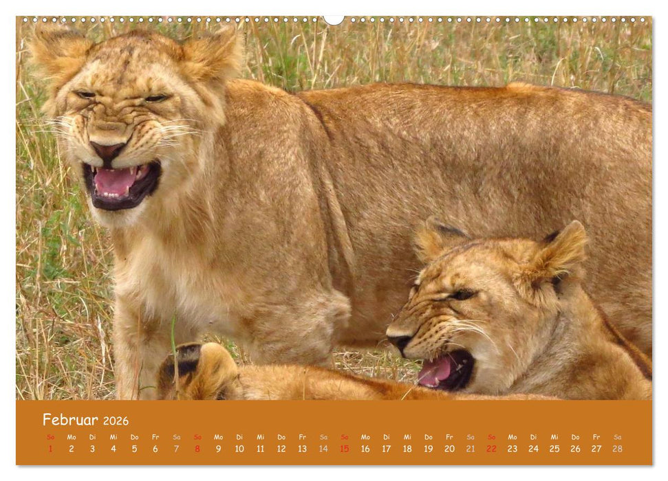 Auge in Auge mit den Tieren Afrikas (CALVENDO Premium Wandkalender 2026)