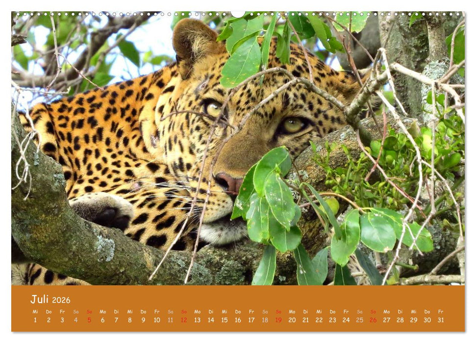 Auge in Auge mit den Tieren Afrikas (CALVENDO Premium Wandkalender 2026)
