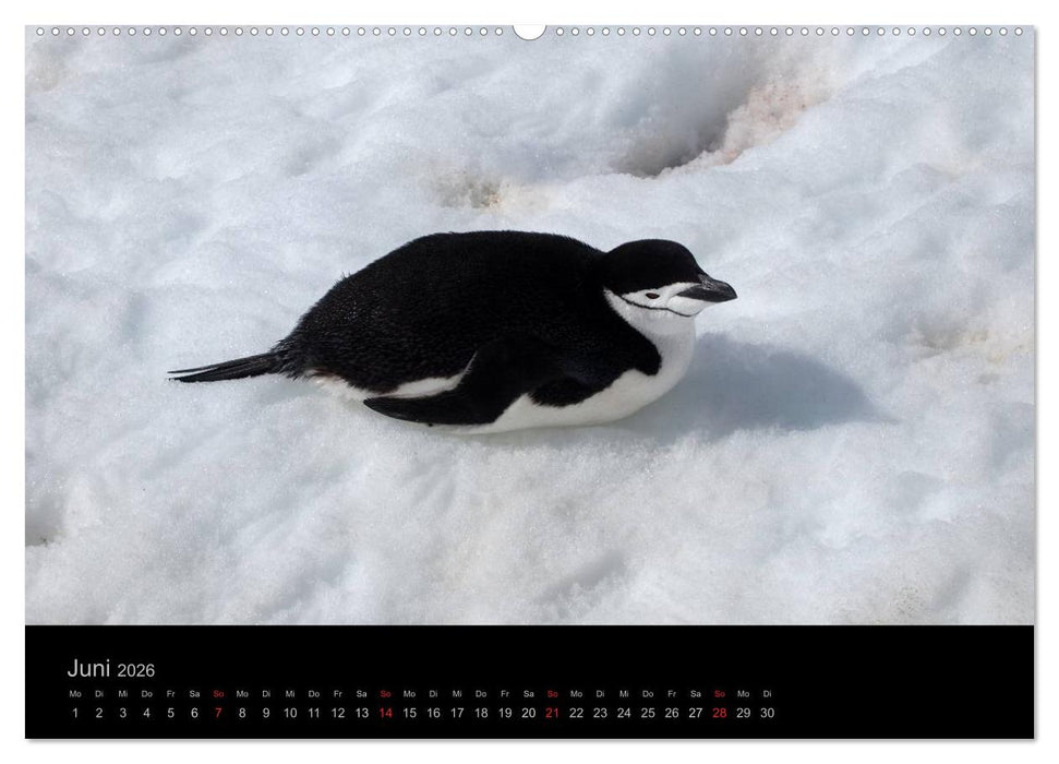 Antarktische Impressionen (CALVENDO Wandkalender 2026)