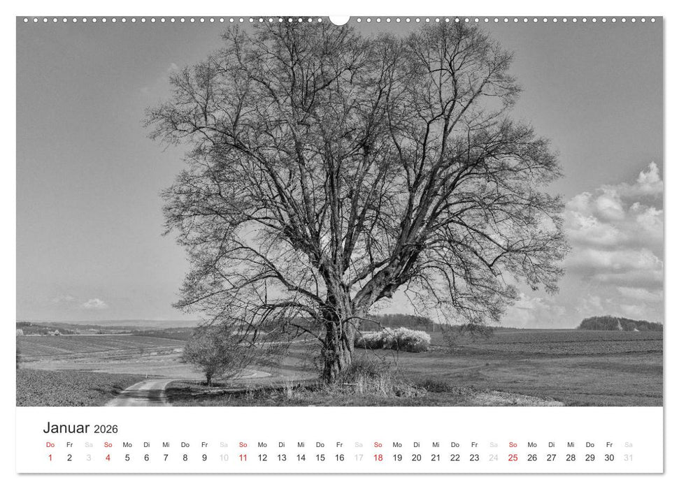 Bäume - Naturschönheiten in schwarz-weiß (CALVENDO Wandkalender 2026)