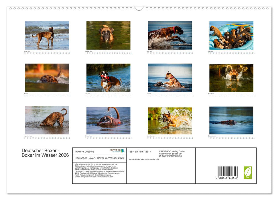 Deutscher Boxer - Boxer im Wasser 2026 (CALVENDO Premium Wandkalender 2026)