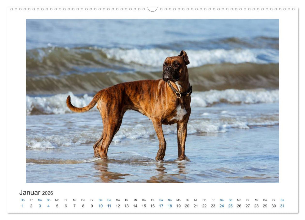 Deutscher Boxer - Boxer im Wasser 2026 (CALVENDO Premium Wandkalender 2026)